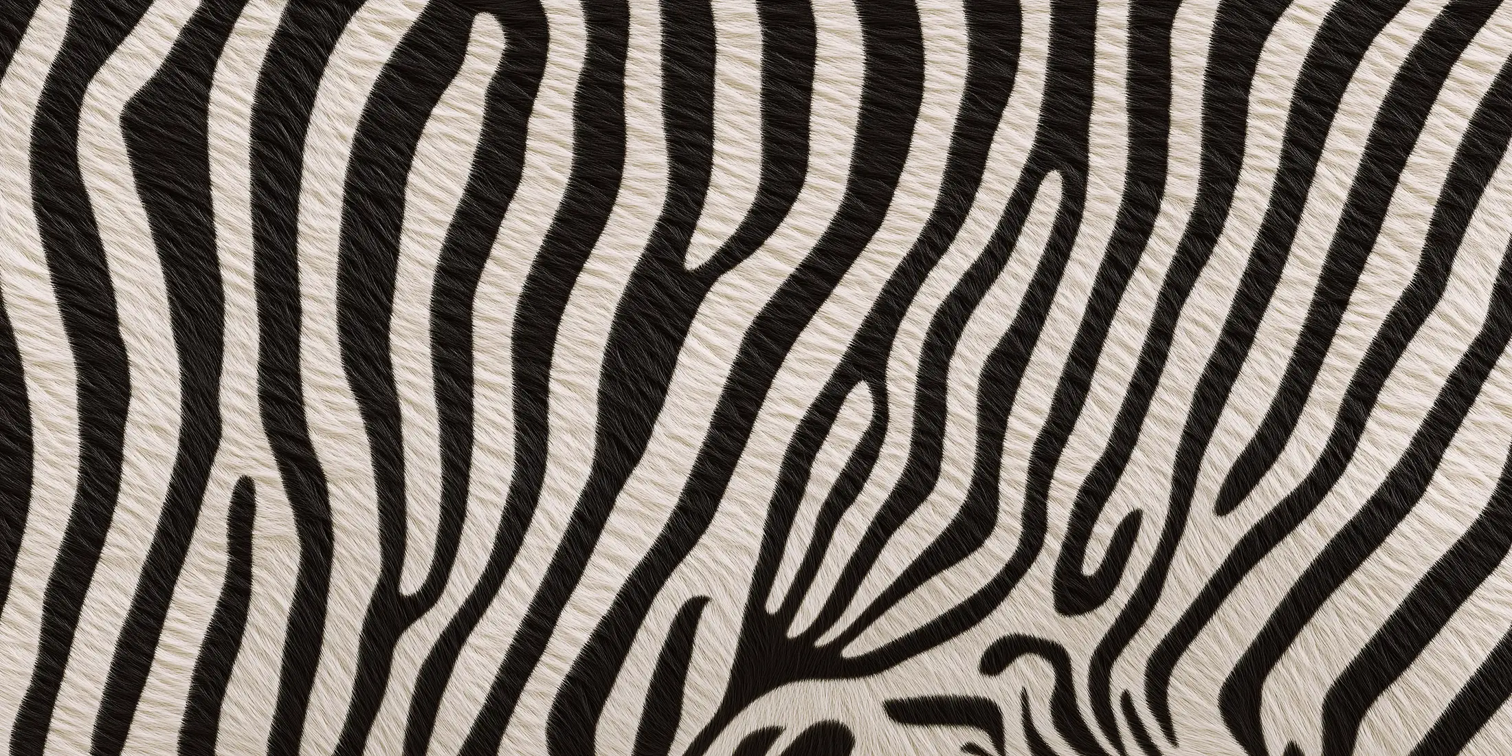 Toile tendue murale Zèbre texturé, deuxième visuel