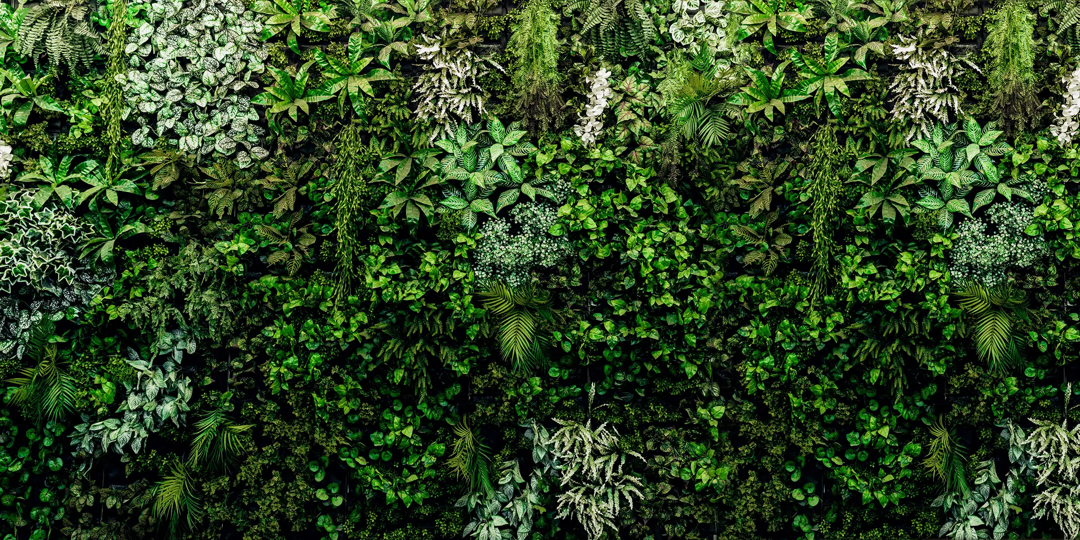 store_01JSP77R2WD9DAGQYCZT8JS9562Fassets2F1746003188275-1609-mur-vegetal-600011 Toile tendue murale Mur végétal, deuxième visuel